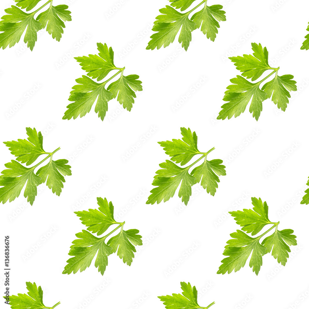 Parsley seamless pattern isolated on white