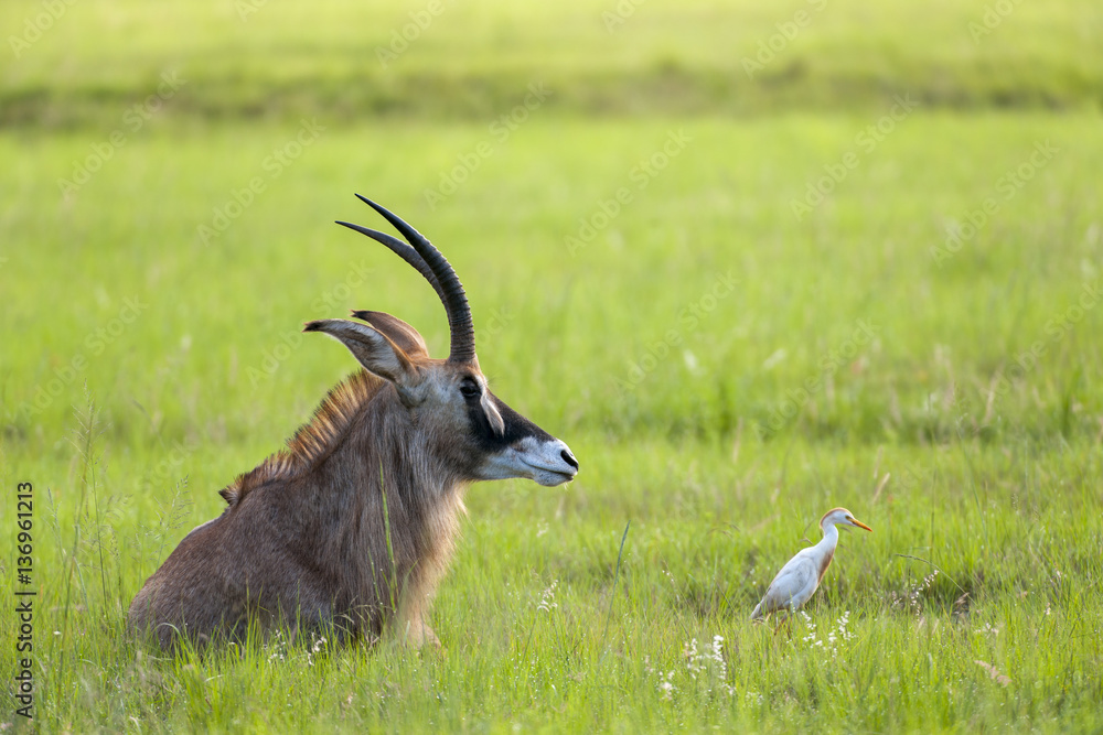 Roan羚羊（Hippotragus equinus）和牛白鹭（Bubulcus ibis）。斯威士兰