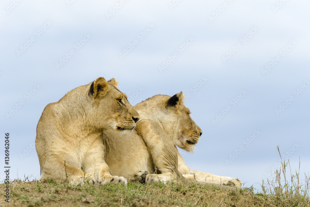 Lion (Panthera leo). KwaZulu Natal. South Africa