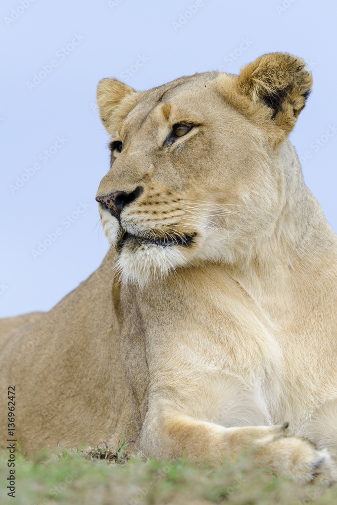 Lion (Panthera leo). KwaZulu Natal. South Africa