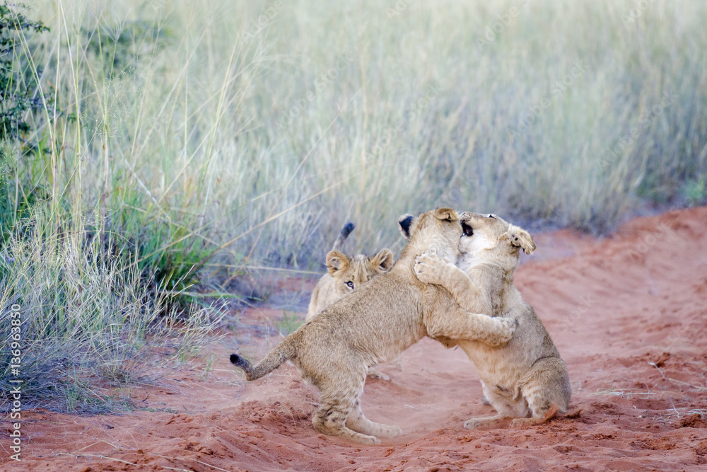 Lion (Panthera leo) cubs playing. Northern Cape. South Africa.