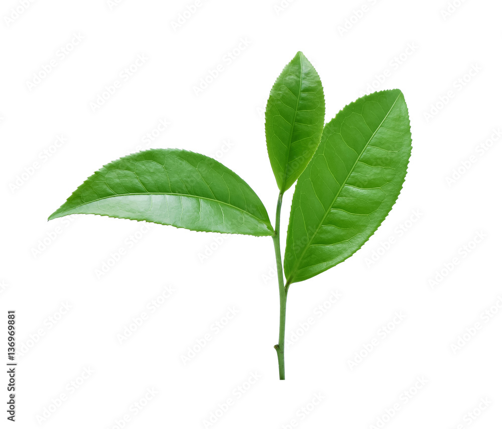 Green tea leaf isolated on white background