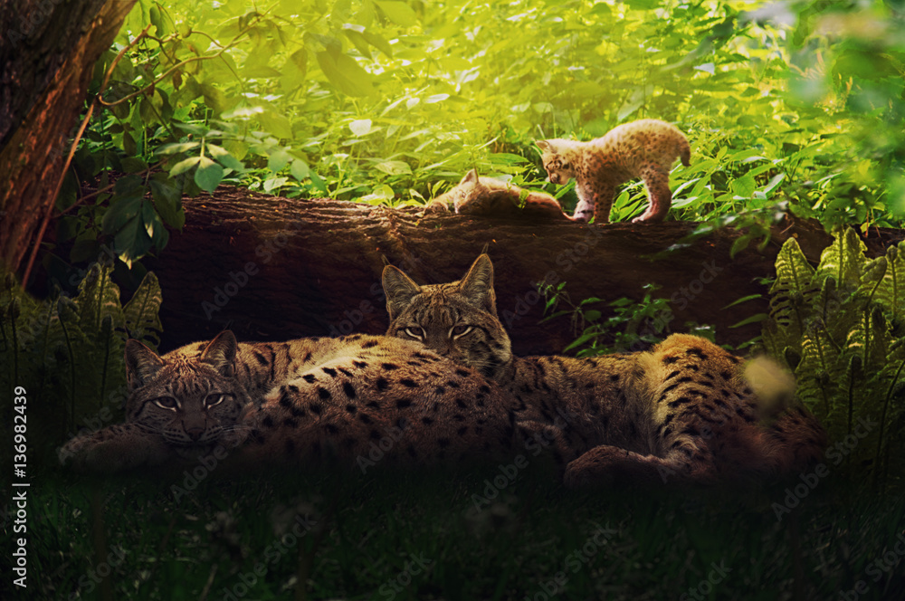 Lynx family in the forest