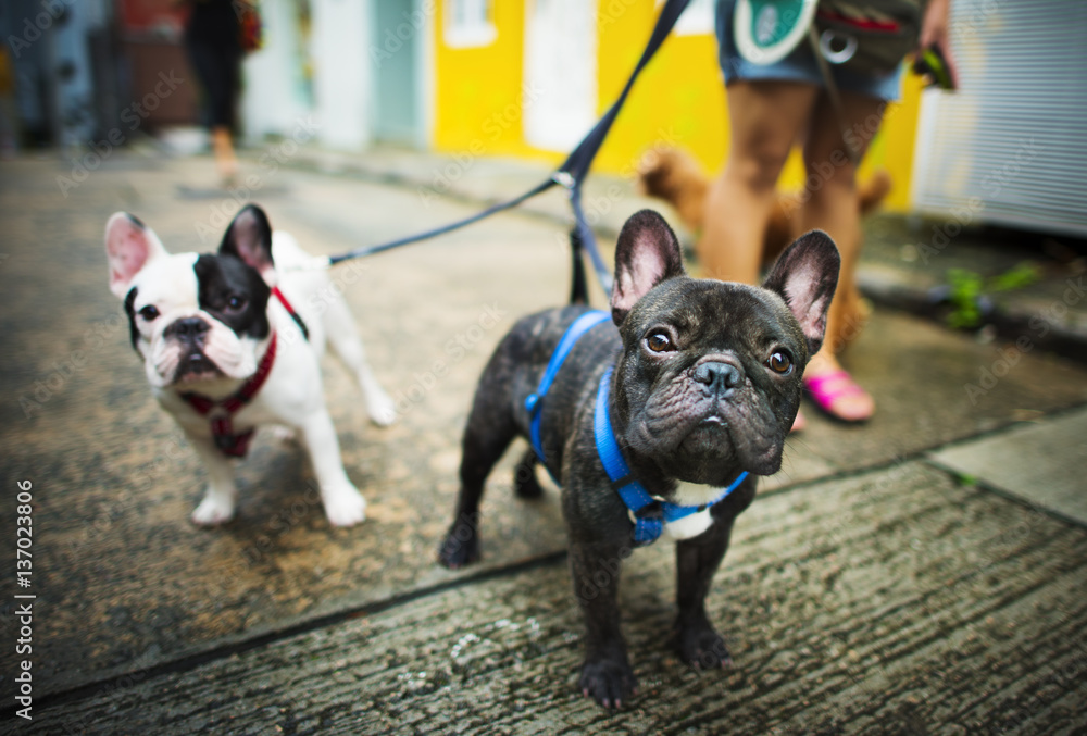 French Bulldog Take a Walk Lovely Pet Animal Concept