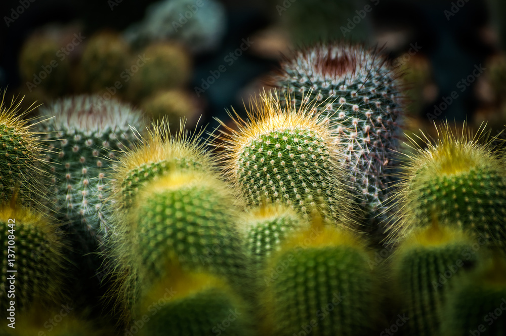 Cactus flower plant 