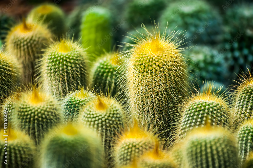 Cactus flower plant 