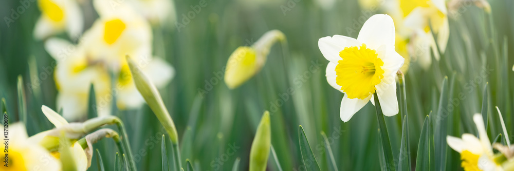 Narcissus blossom