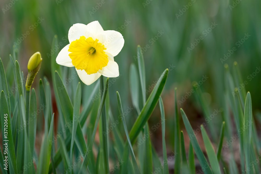 Narcissus blossom