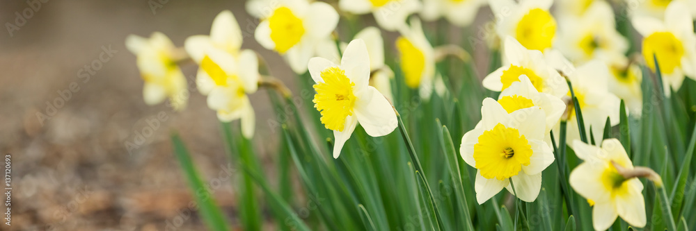 Narcissus blossom