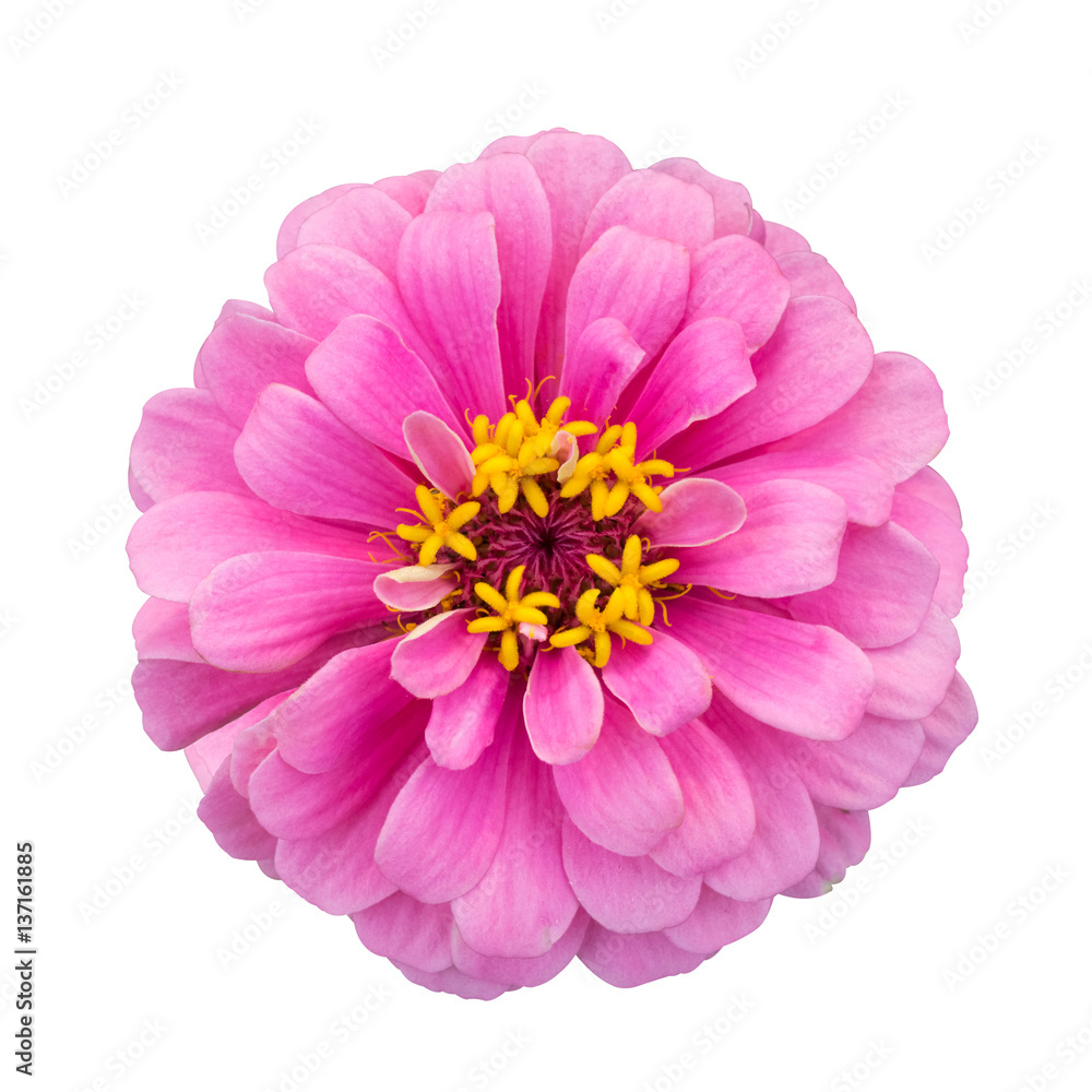 pink zinnia elegans isolated