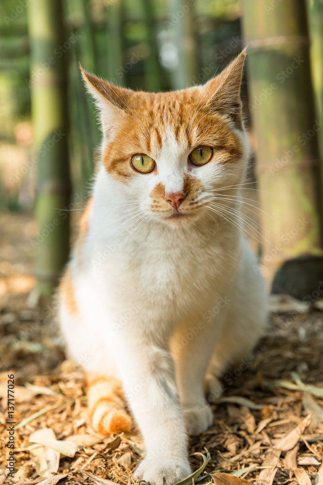 A lovely cat in outdoor