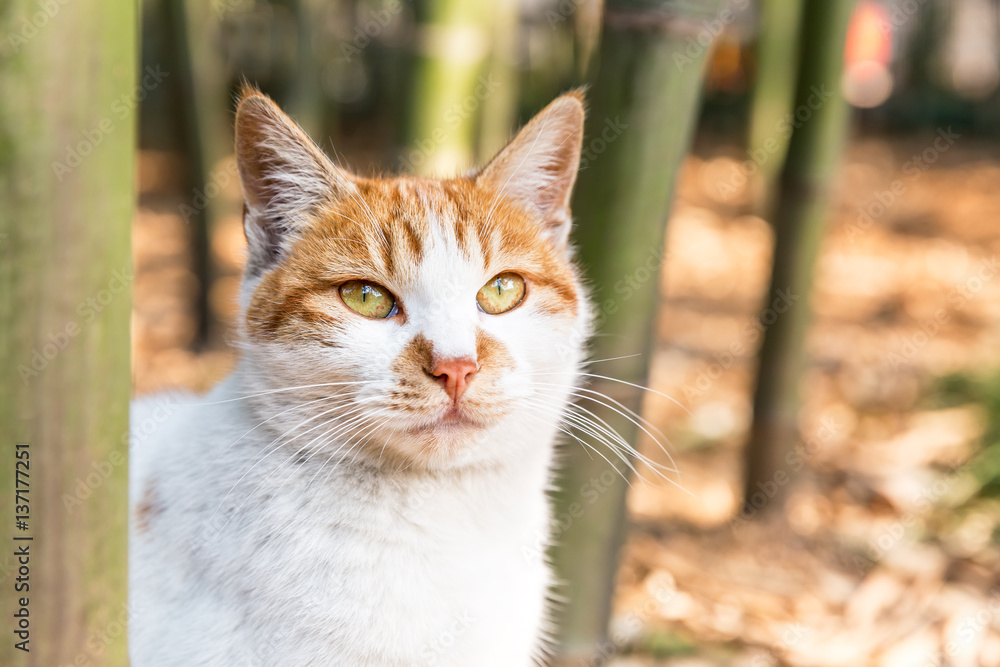 A lovely cat in outdoor