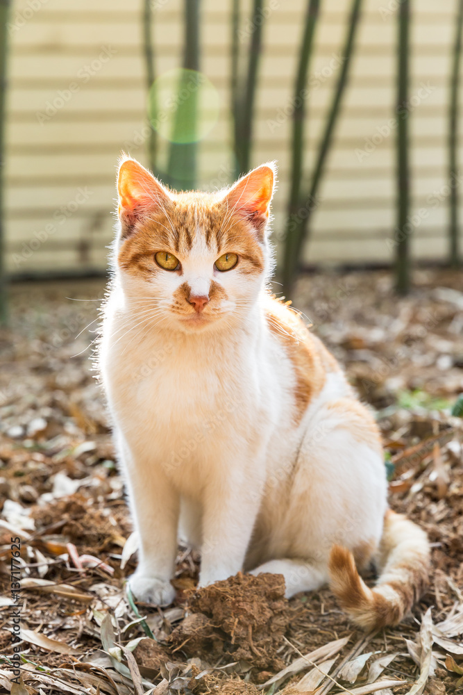 户外的一只可爱的猫