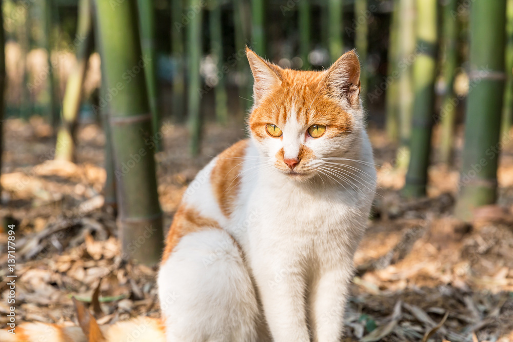 A lovely cat in outdoor