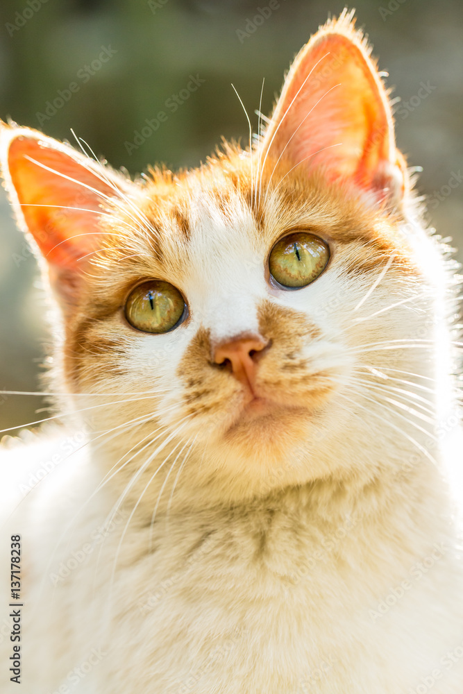 A lovely cat in outdoor