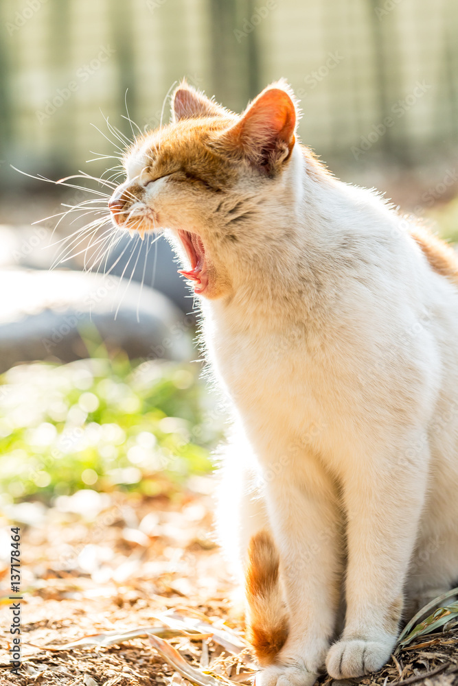 A yawning cat