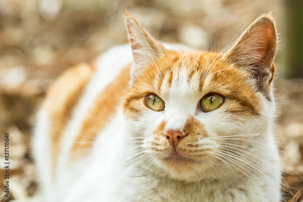 户外的一只可爱的猫