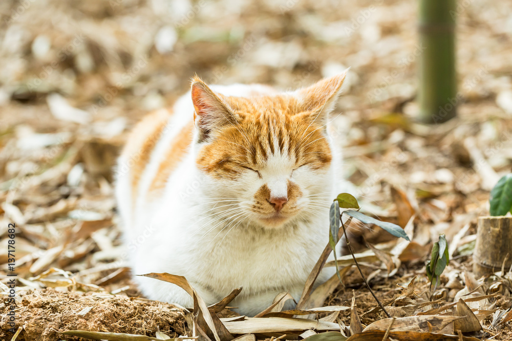 A sleeping cat in outdoors