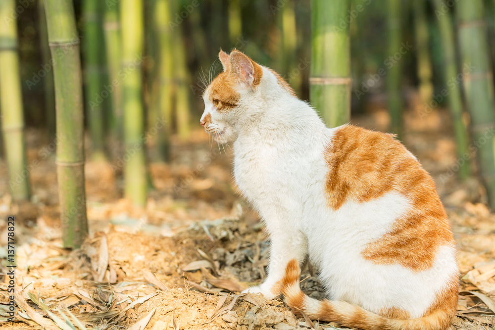 A lovely cat in outdoor