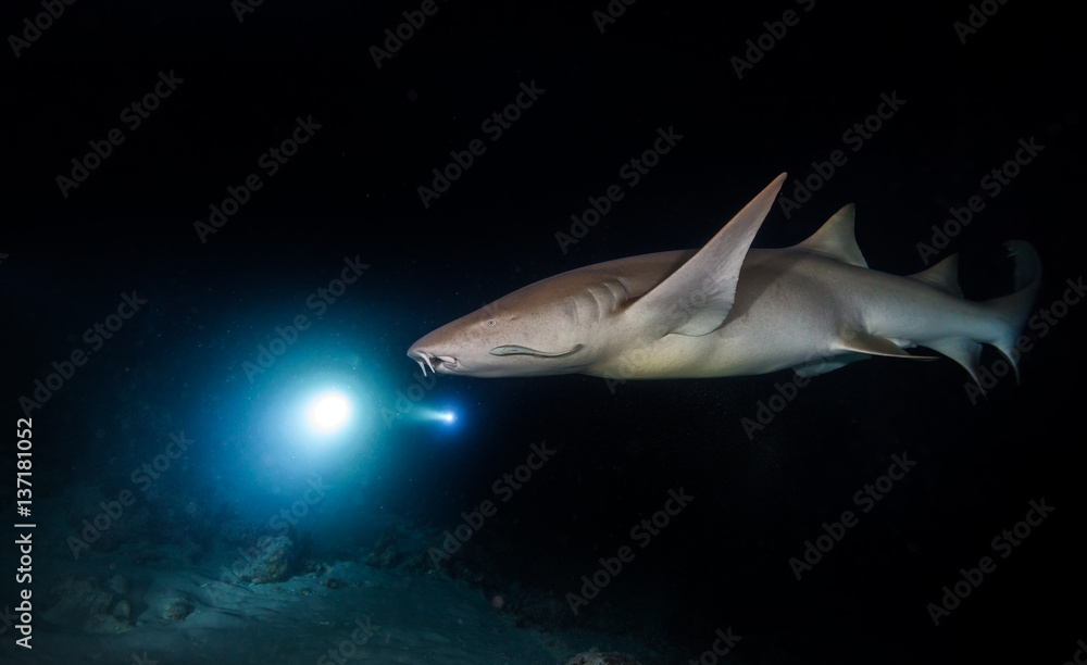 Bonnethead shark hunting at night