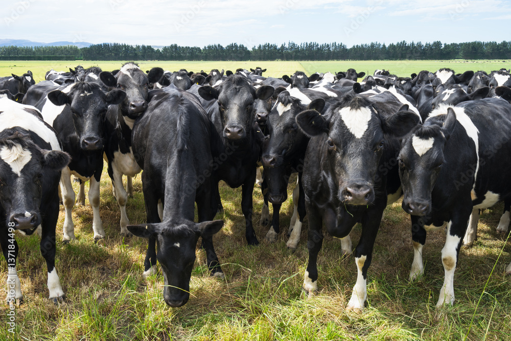 crowded cows in green pasture in blue sky