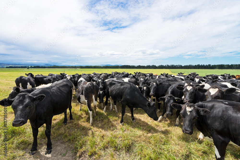 crowded cows in green pasture in blue sky