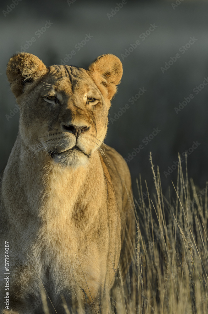 Lion (Panthera leo). Kalahari. Northern Cape. South Africa.