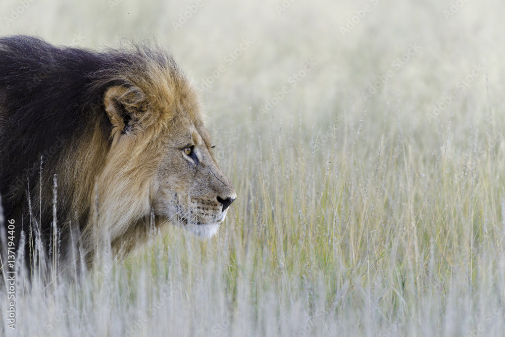 Lion (Panthera leo). Kalahari. Northern Cape. South Africa.