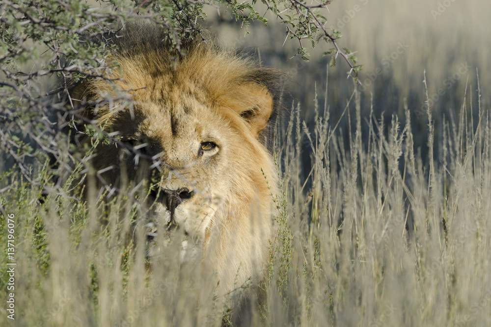 Lion (Panthera leo). Kalahari. Northern Cape. South Africa.