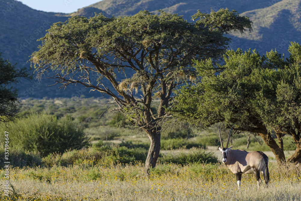 Gemsbok or gemsbuck (Oryx gazella) and Camel thorn or giraffe thorn tree (Vachellia erioloba, prev A