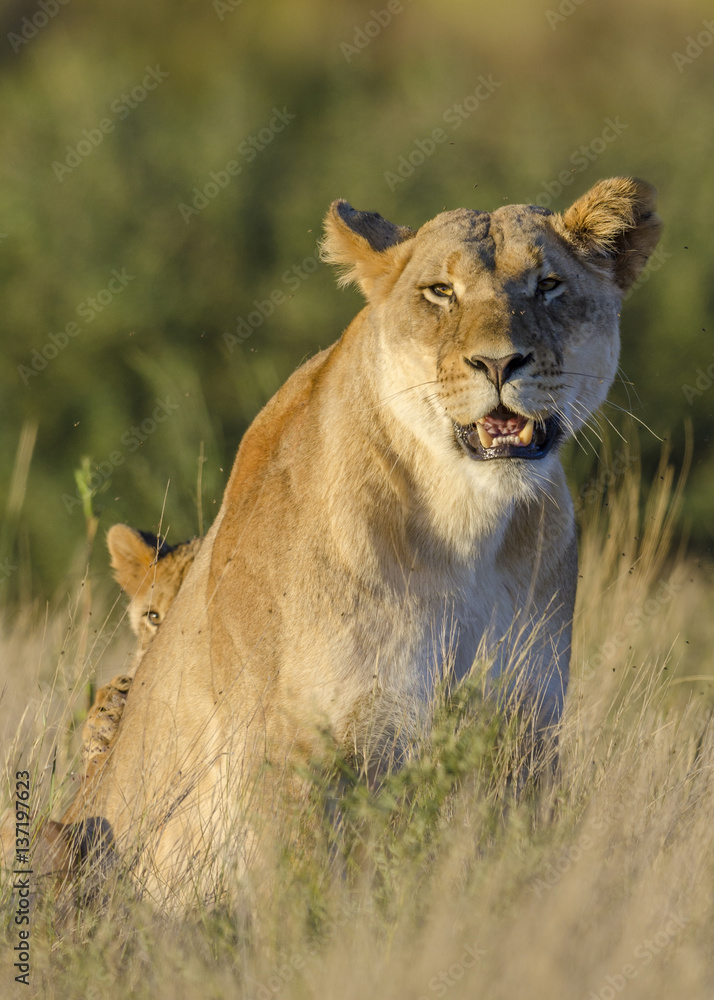 狮子（Panthera leo）成年雌性和幼崽。卡拉哈里。北开普省。南非。