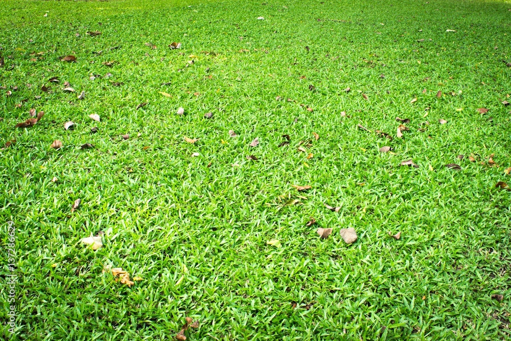 Green grass texture from a field