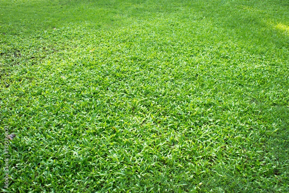 Green grass texture from a field