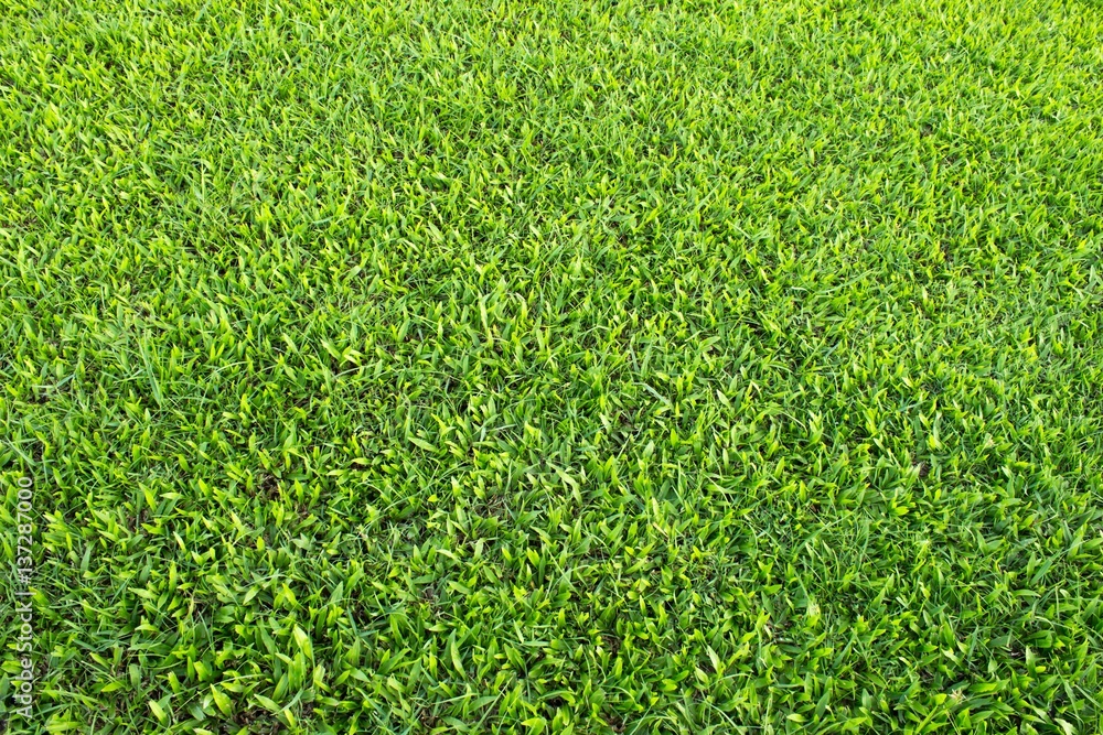 Green grass texture from a field