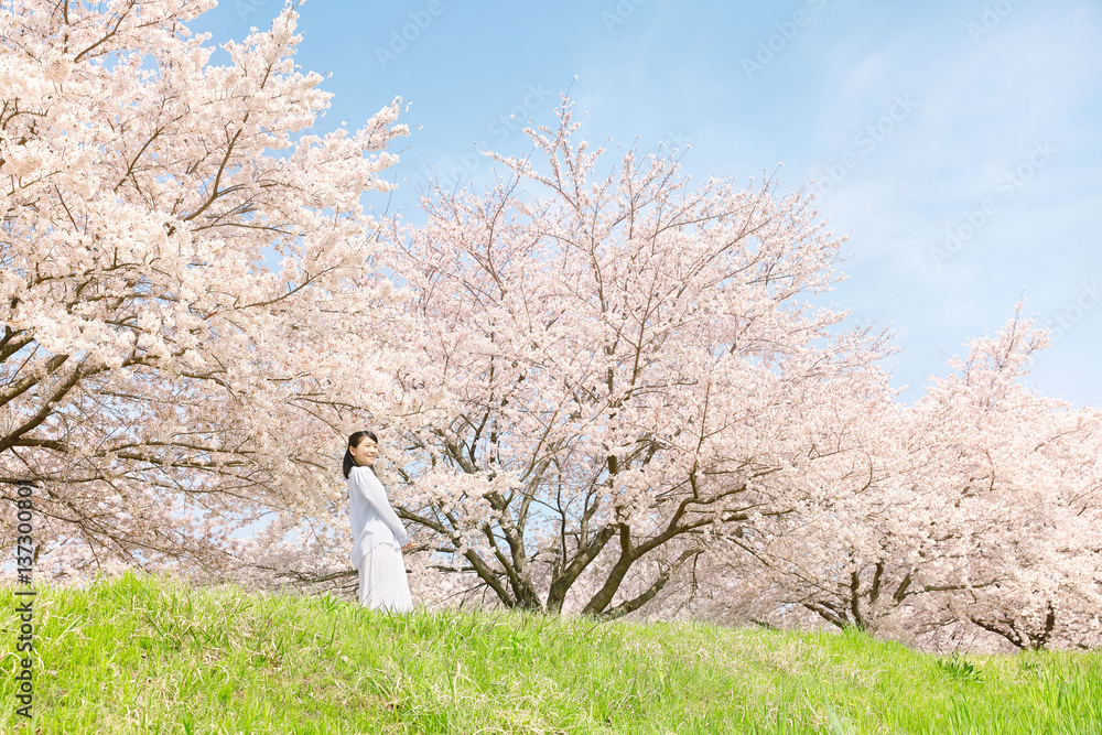 女性　桜