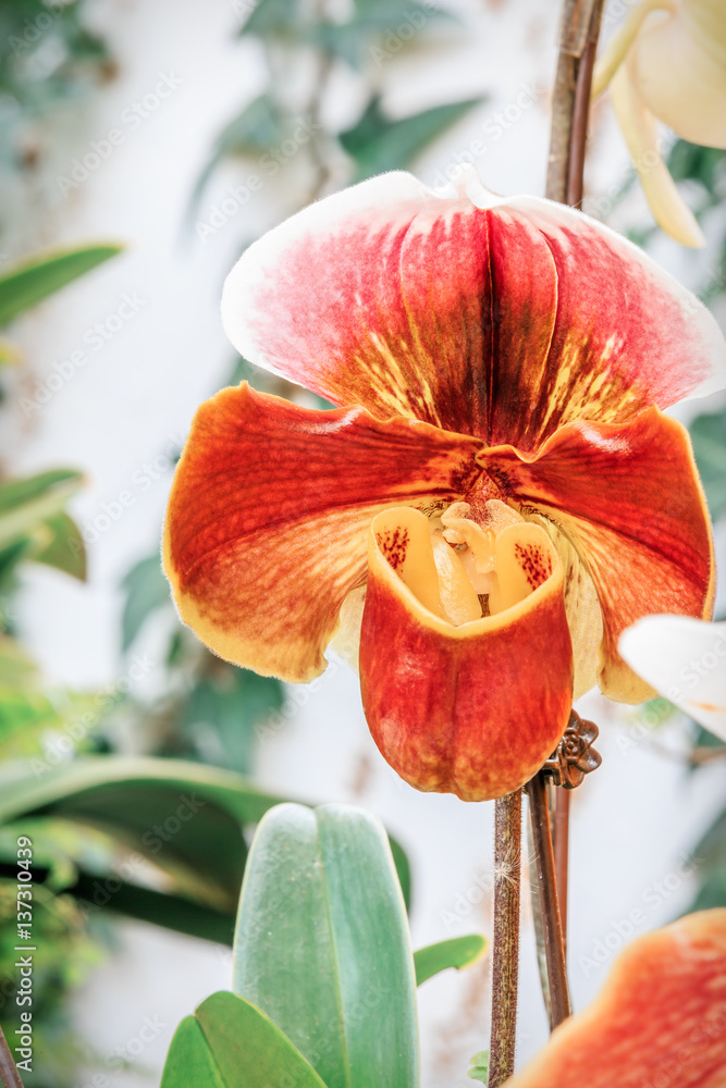 Paphiopedilum orchid bloom in the park