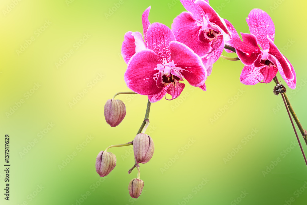 Close up of beautiful plant orchid flower