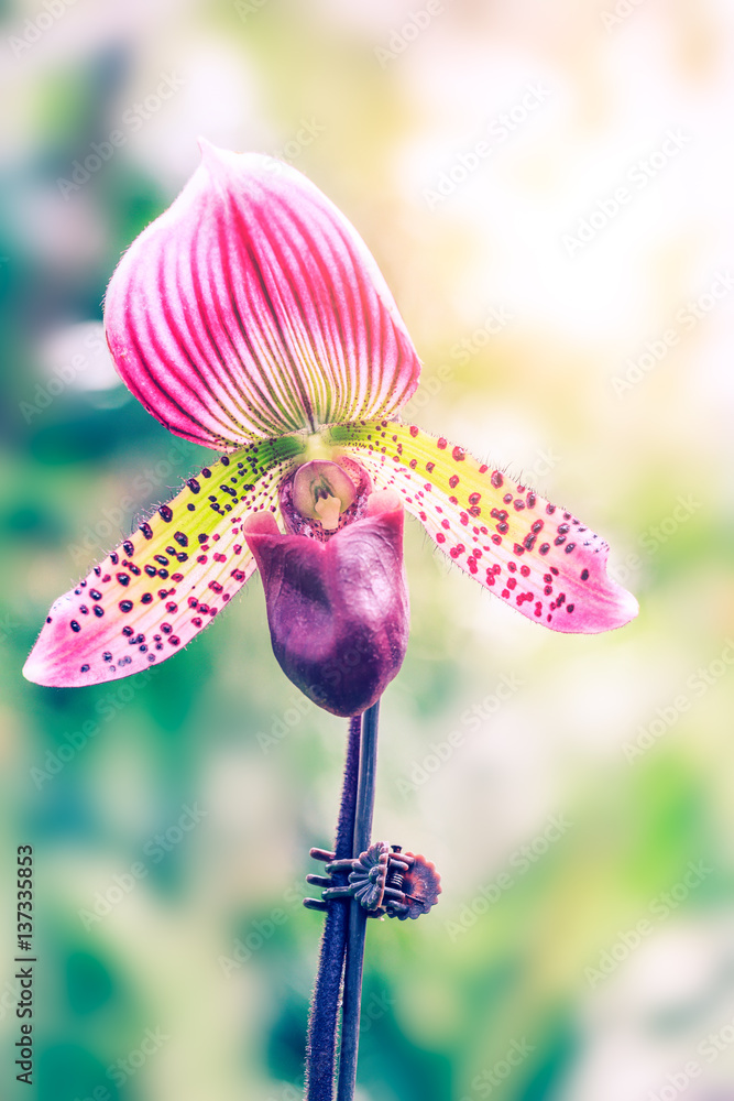 Paphiopedilum orchid bloom in the park