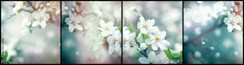 Flowering, blooming branch of fruit tree