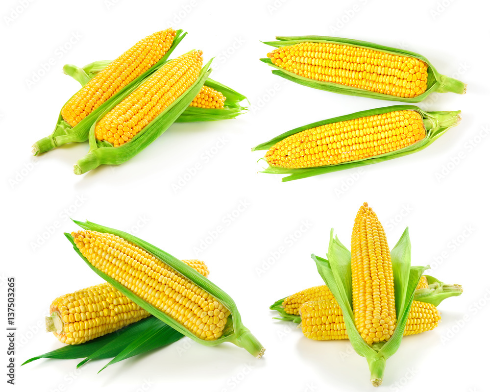 Corn collection isolated