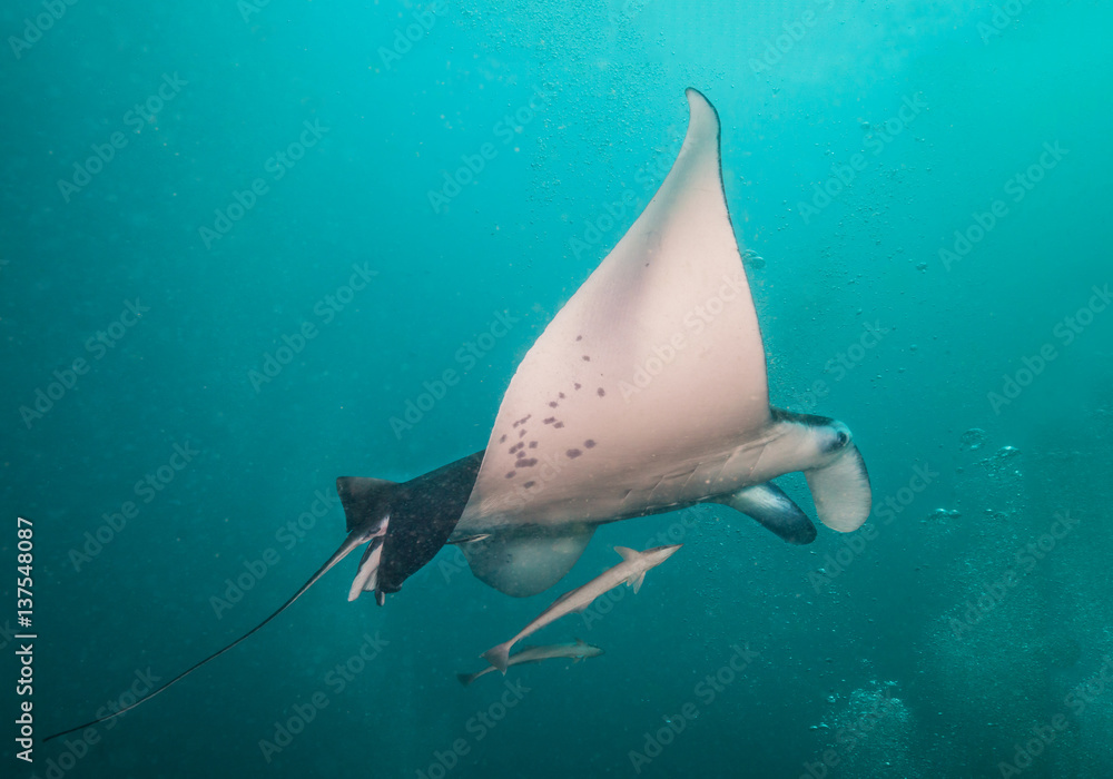 Beautiful big manta ray in deep blue ocean