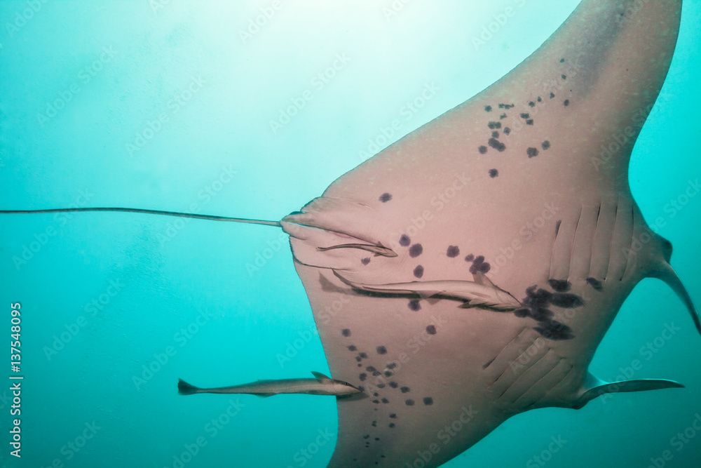 Close-up of big manta ray in deep blue ocean