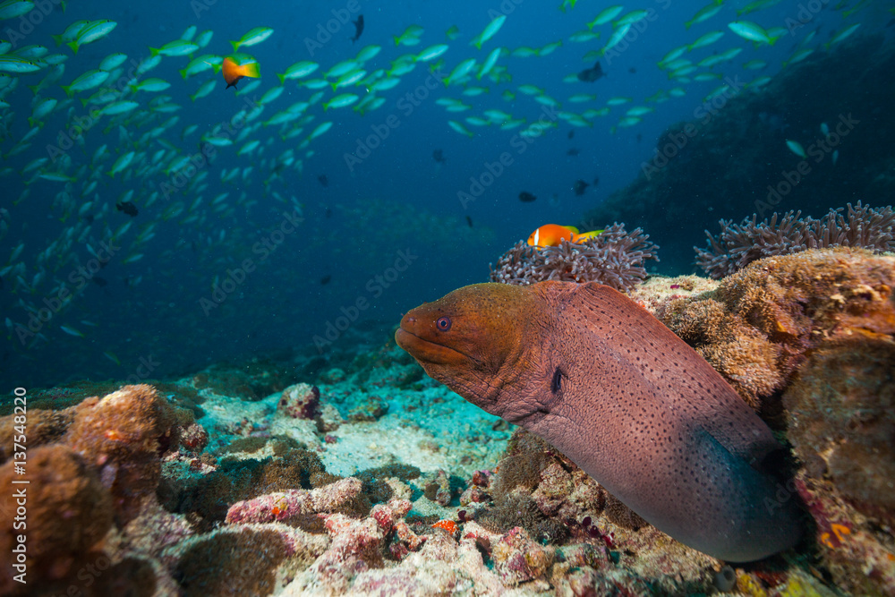 Moray eel hidden under coral reef