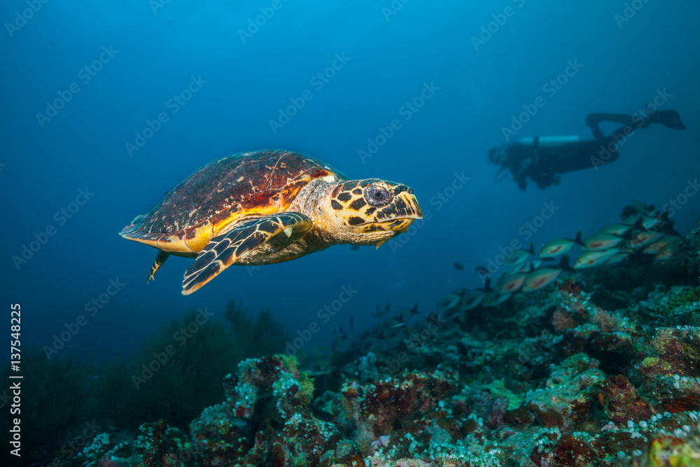 漂浮在海底的马尔代夫hawkbill海龟