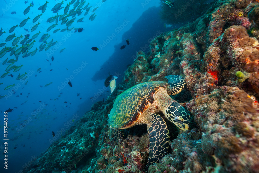 Maldivian hawkbill turtle floating on bottom of sea