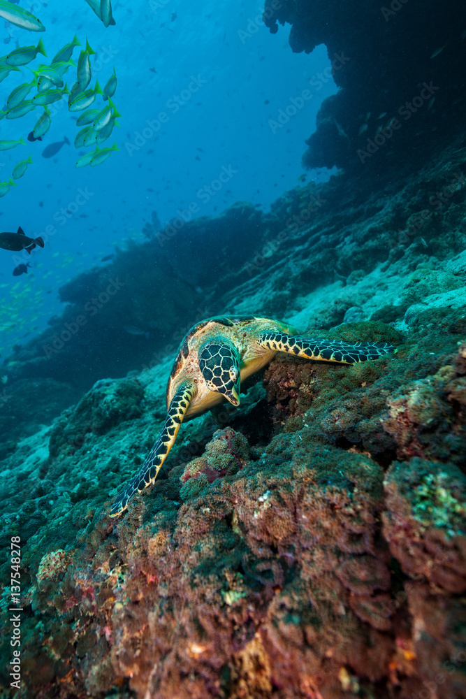 Maldivian hawkbill turtle floating on bottom of sea