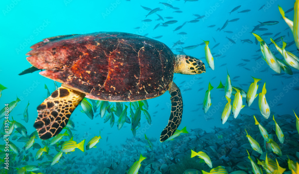 Maldivian hawkbill turtle floating in flock of fish