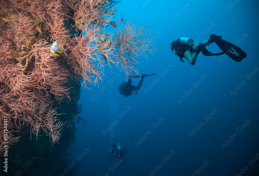 Group of scuba divers exploring coral reef