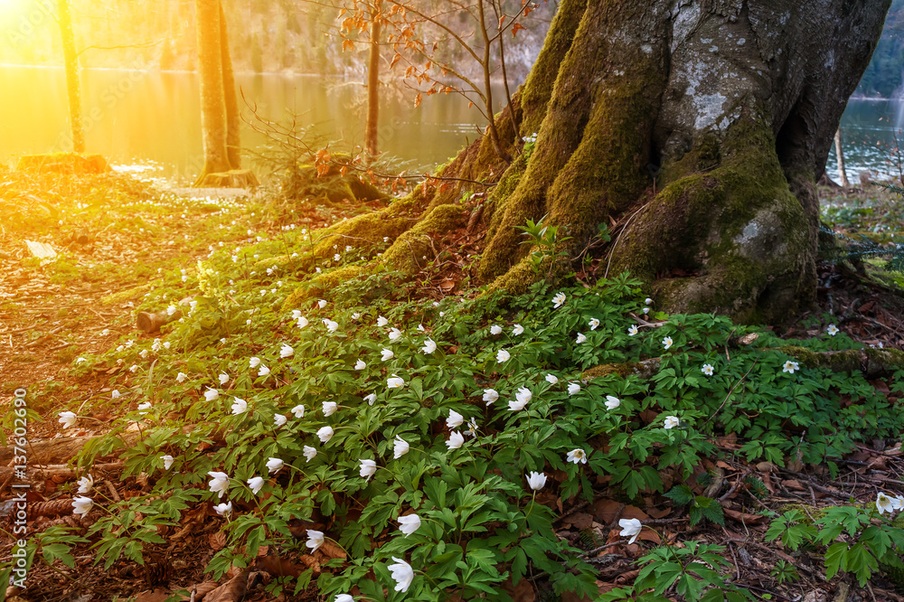 Floral Meadow in Wood