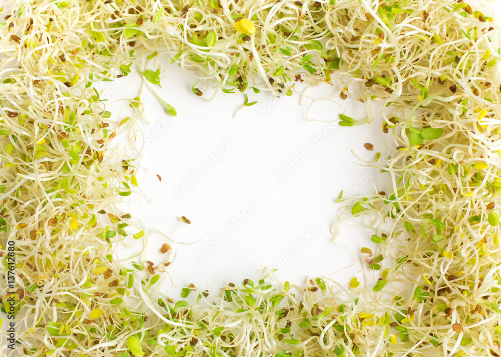 Alfalfa Sprouts frame